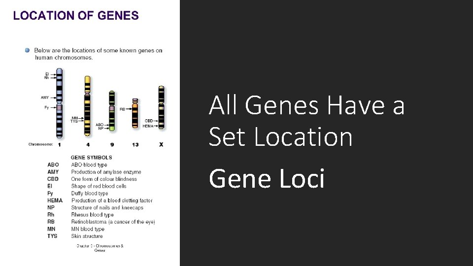 All Genes Have a Set Location Gene Loci 