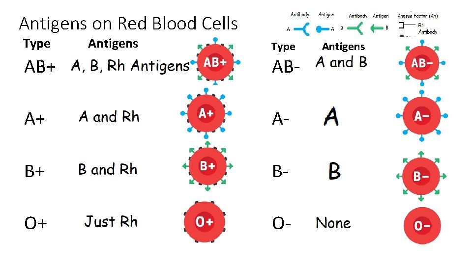 Antigens on Red Blood Cells Type Antigens Type AB+ AB- A+ A- B+ B-