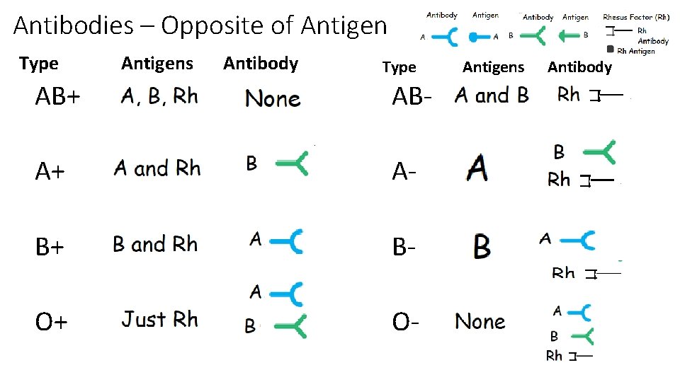 Blood Type and Multiple Alleles What is blood