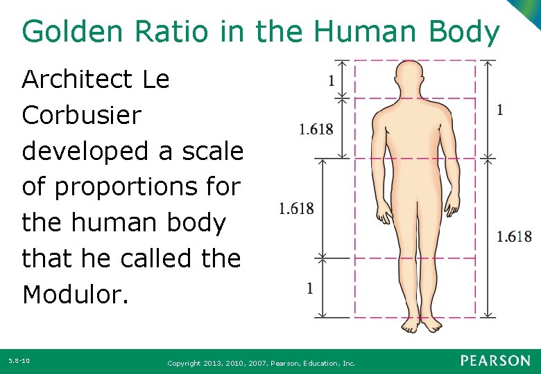 Golden Ratio in the Human Body Architect Le Corbusier developed a scale of proportions