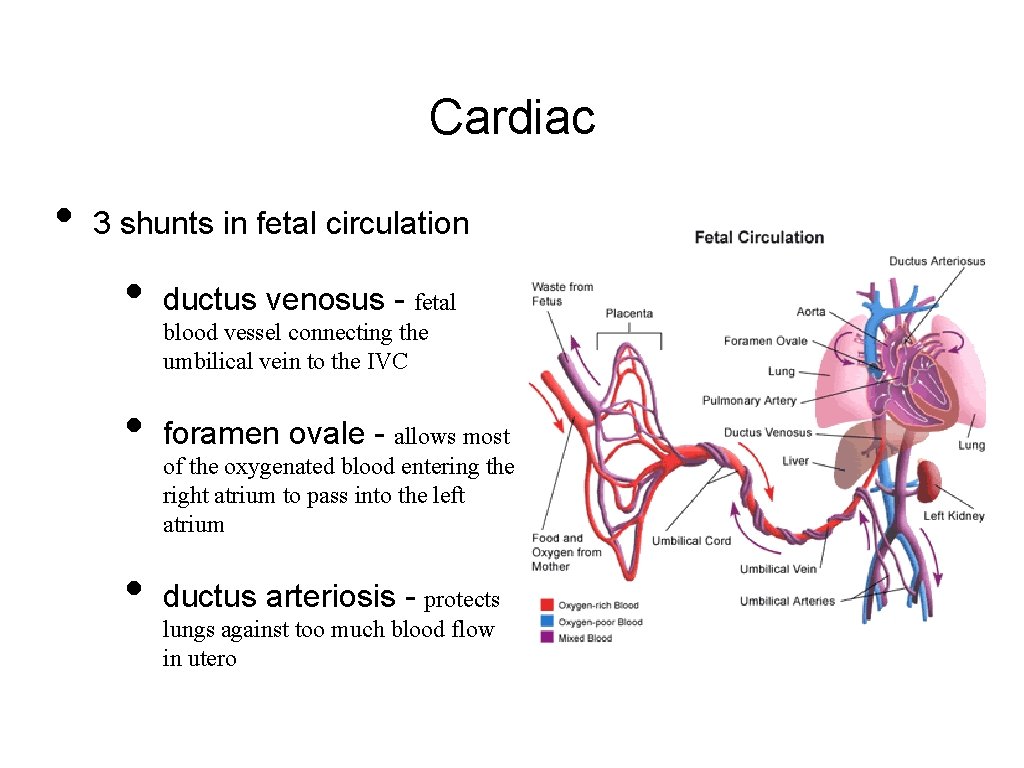 Cardiac • 3 shunts in fetal circulation • ductus venosus - fetal • foramen