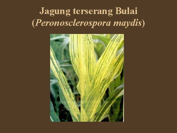 Jagung terserang Bulai (Peronosclerospora maydis) 