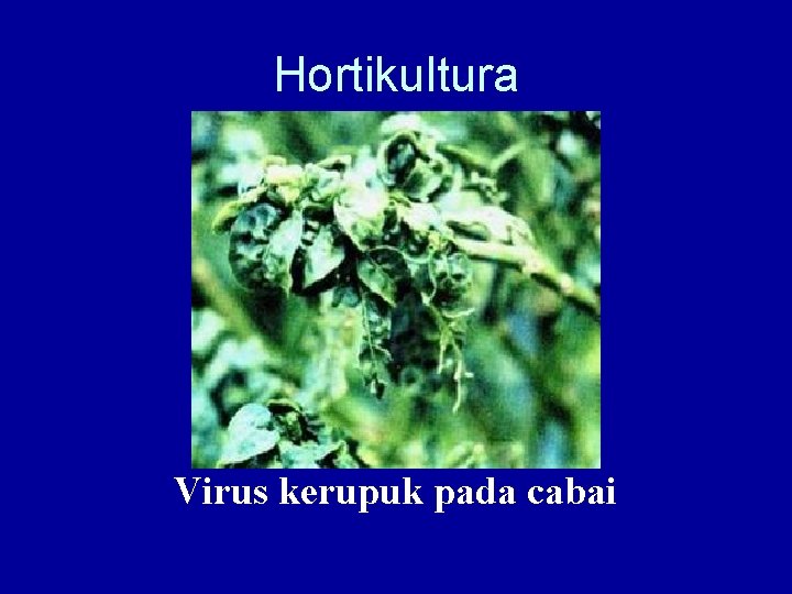 Hortikultura Virus kerupuk pada cabai 