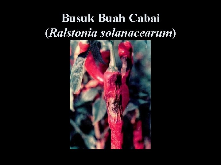 Busuk Buah Cabai (Ralstonia solanacearum) 