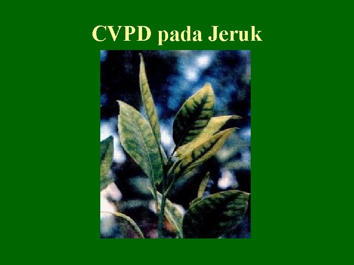 CVPD pada Jeruk 