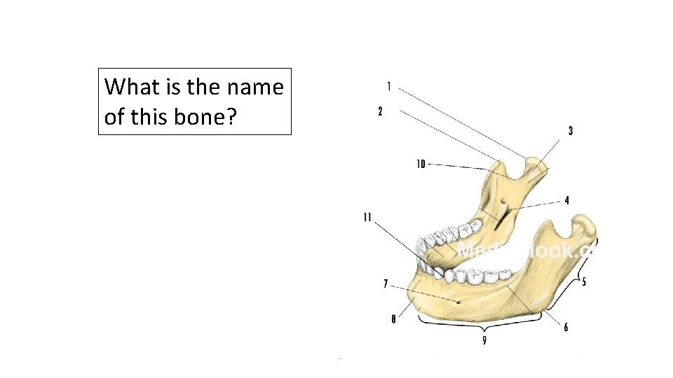 What is the name of this bone? 