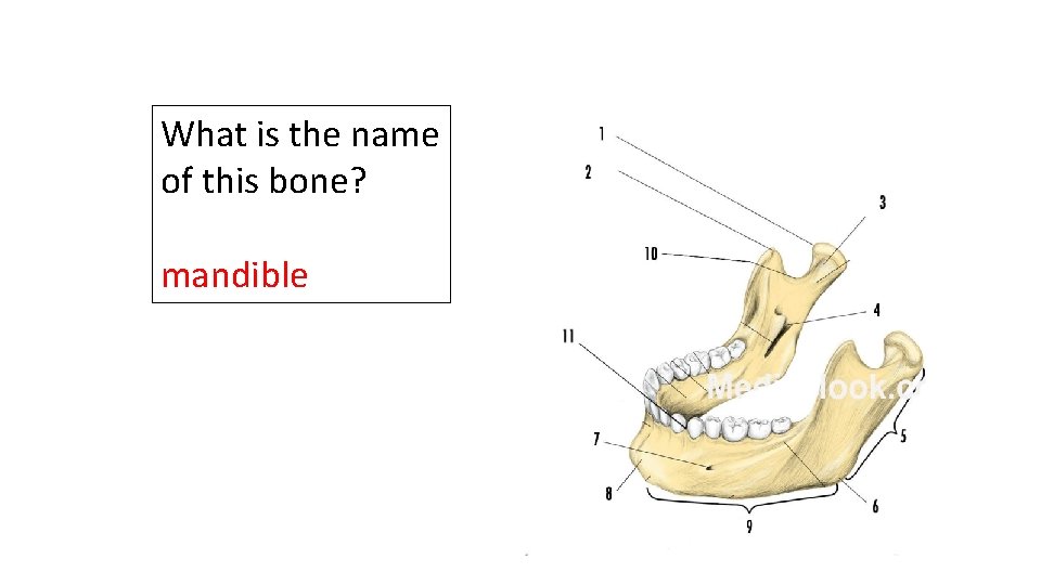 What is the name of this bone? mandible 