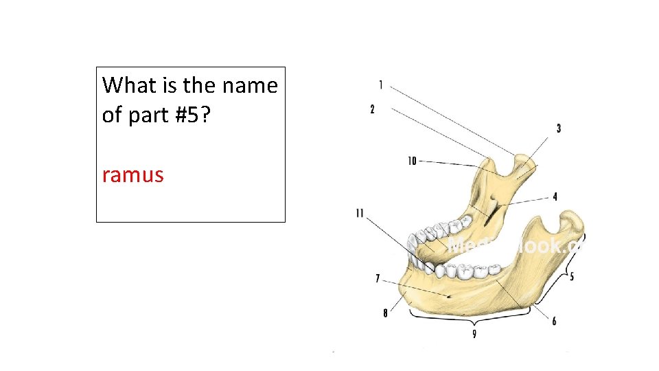 What is the name of part #5? ramus 