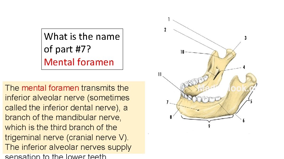 What is the name of part #7? Mental foramen The mental foramen transmits the