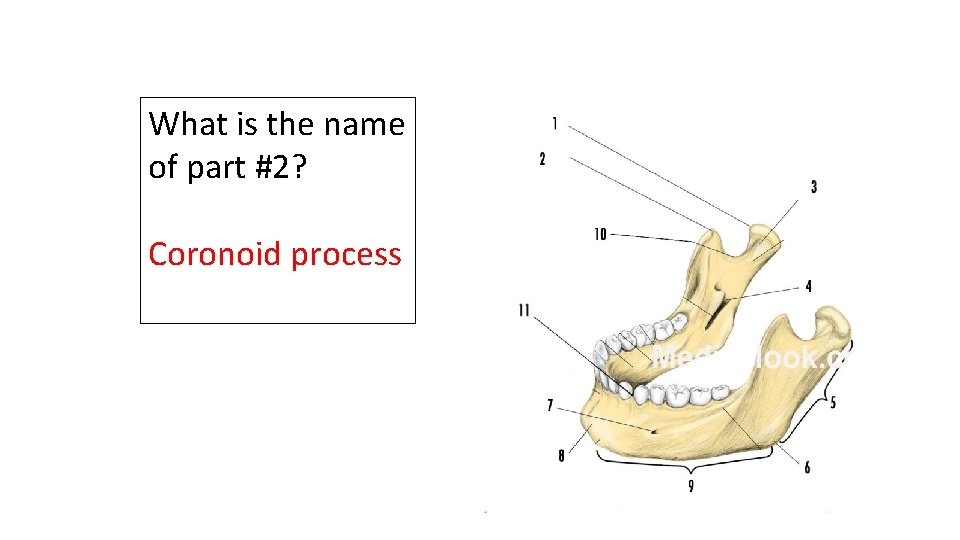 What is the name of part #2? Coronoid process 