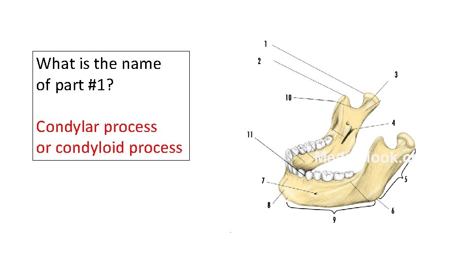 What is the name of part #1? Condylar process or condyloid process 