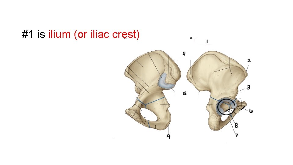 #1 is ilium (or iliac crest) 