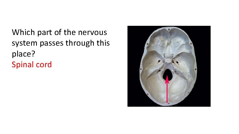 Which part of the nervous system passes through this place? Spinal cord 