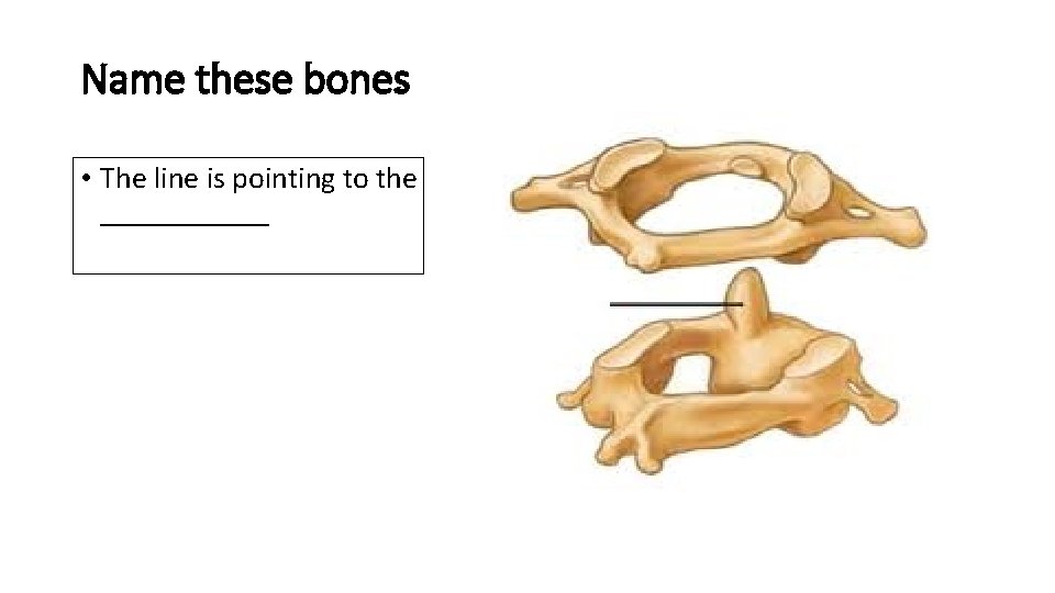 Name these bones • The line is pointing to the ______ 