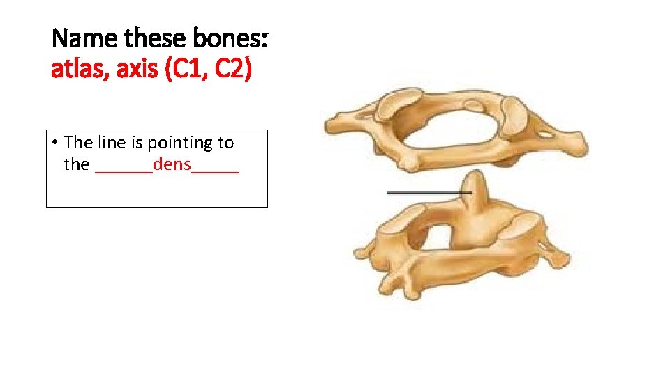 Name these bones: atlas, axis (C 1, C 2) • The line is pointing