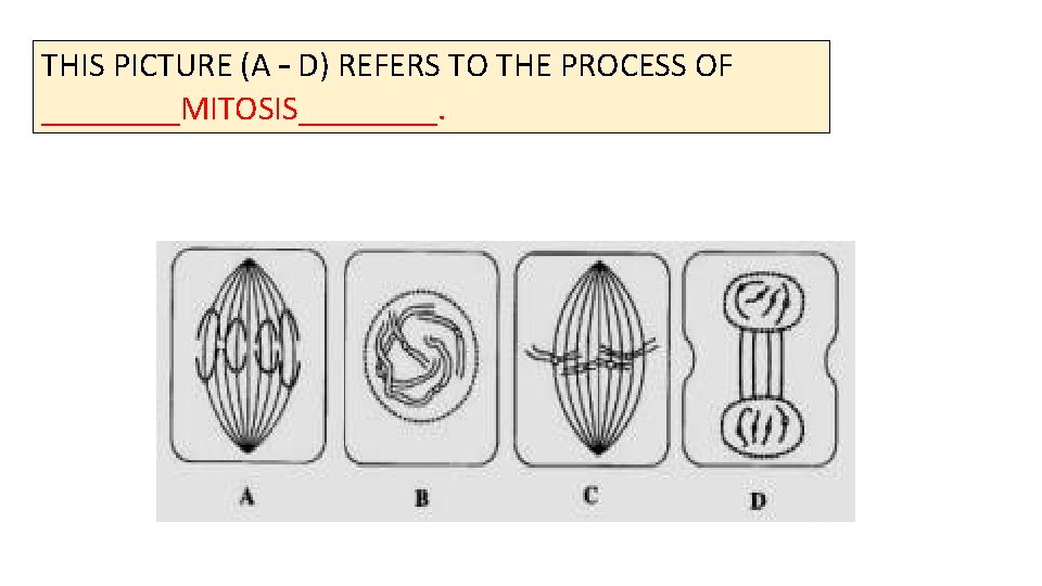 THIS PICTURE (A – D) REFERS TO THE PROCESS OF ____MITOSIS____. 