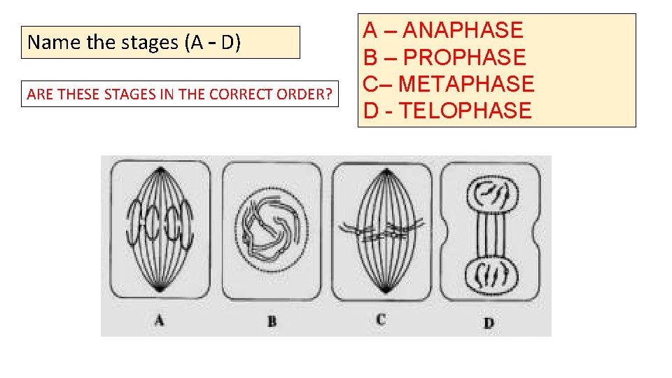 Name the stages (A – D) ARE THESE STAGES IN THE CORRECT ORDER? A