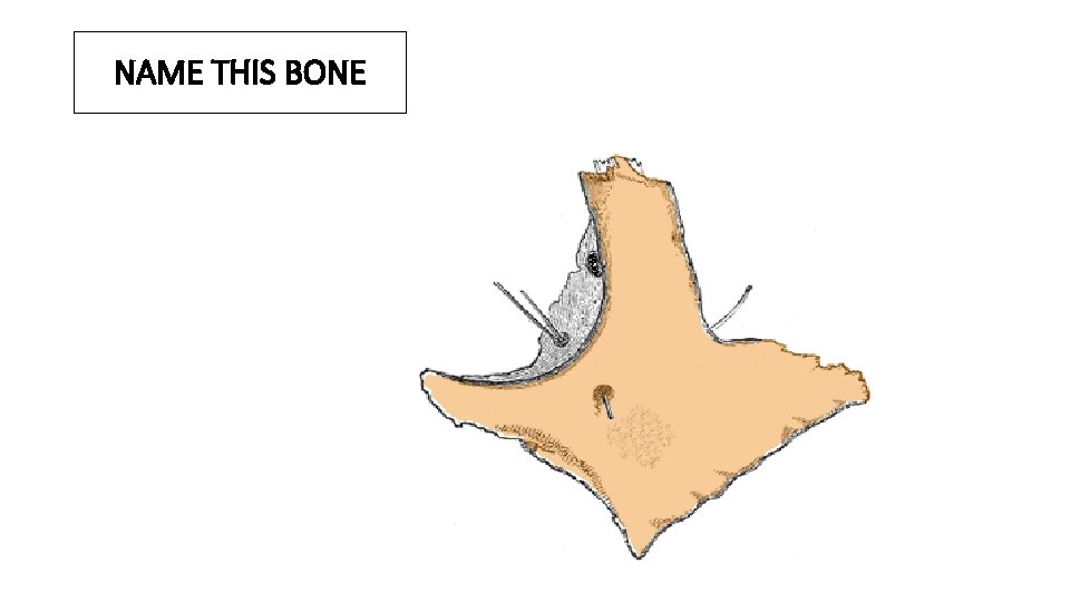 NAME THIS BONE 