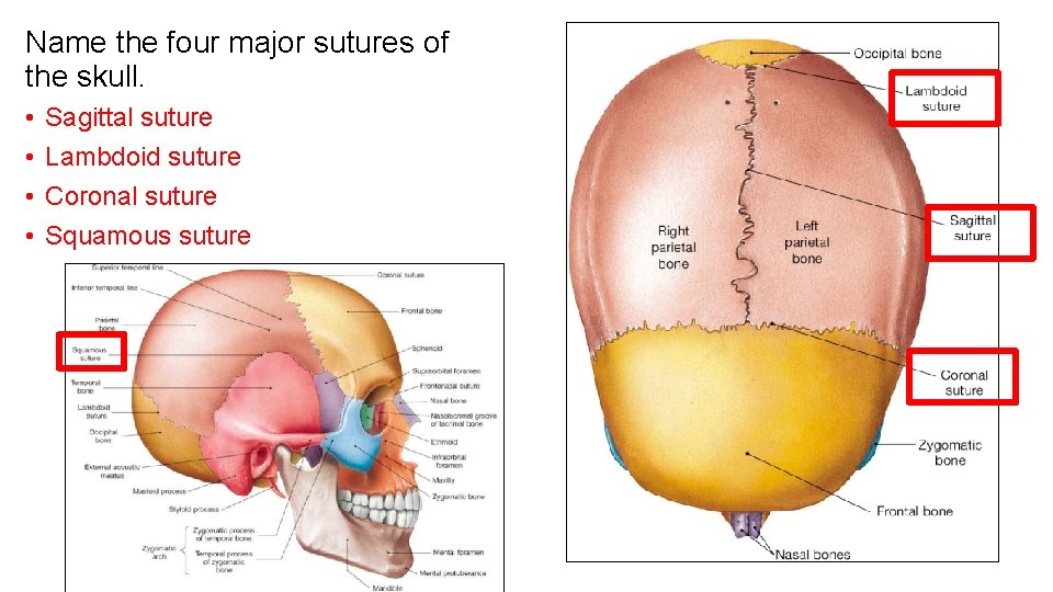 Name the four major sutures of the skull. • • Sagittal suture Lambdoid suture