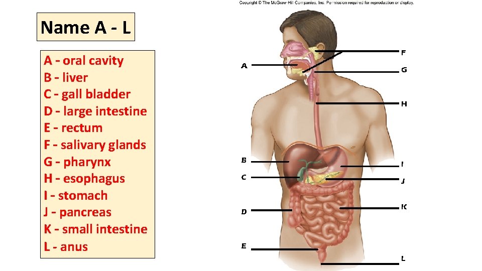 Name A - L A – oral cavity B – liver C – gall