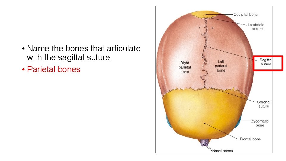  • Name the bones that articulate with the sagittal suture. • Parietal bones