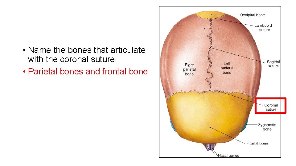  • Name the bones that articulate with the coronal suture. • Parietal bones