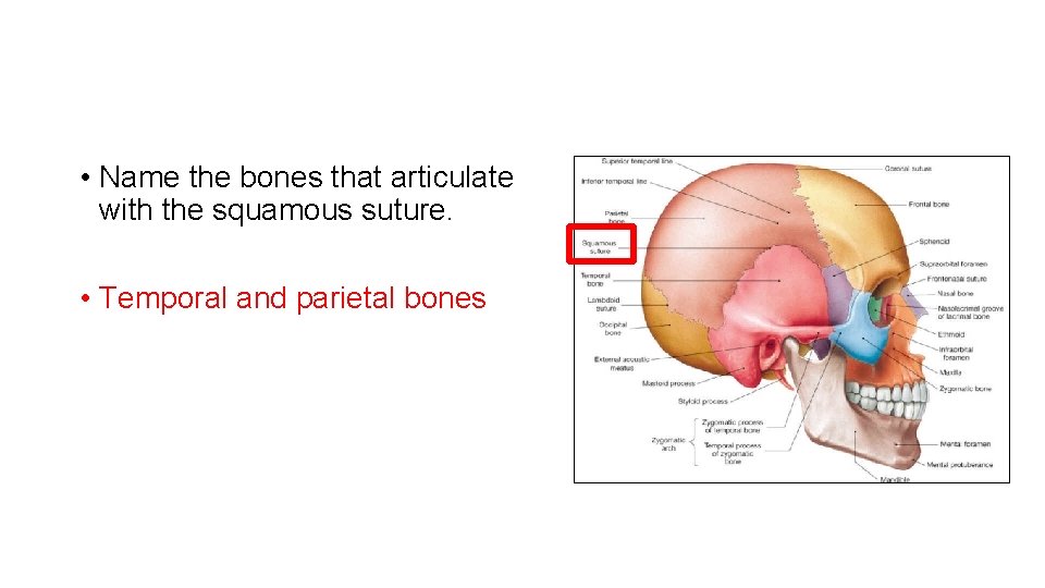  • Name the bones that articulate with the squamous suture. • Temporal and