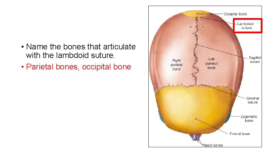  • Name the bones that articulate with the lambdoid suture. • Parietal bones,