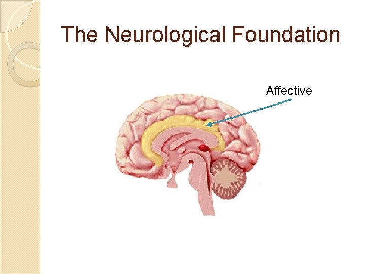The Neurological Foundation Affective The Neurological Foundation Affective