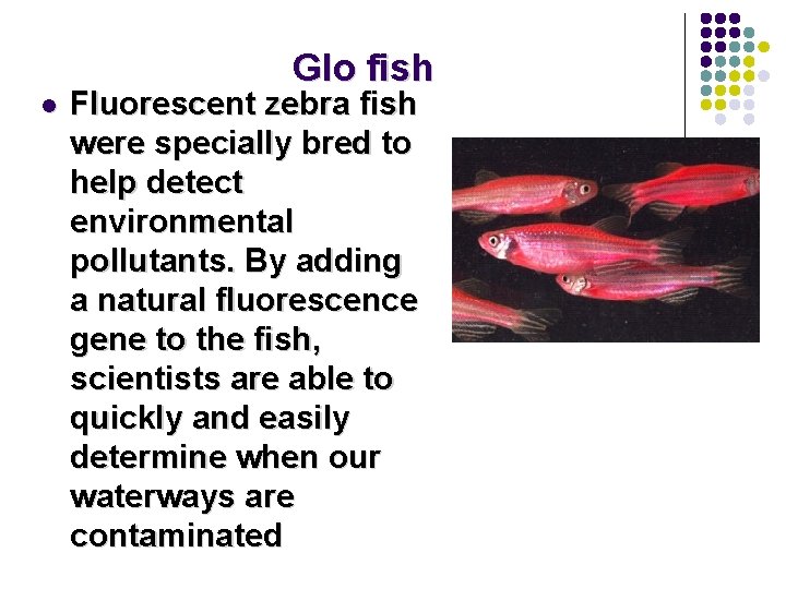 Glo fish l Fluorescent zebra fish were specially bred to help detect environmental pollutants.