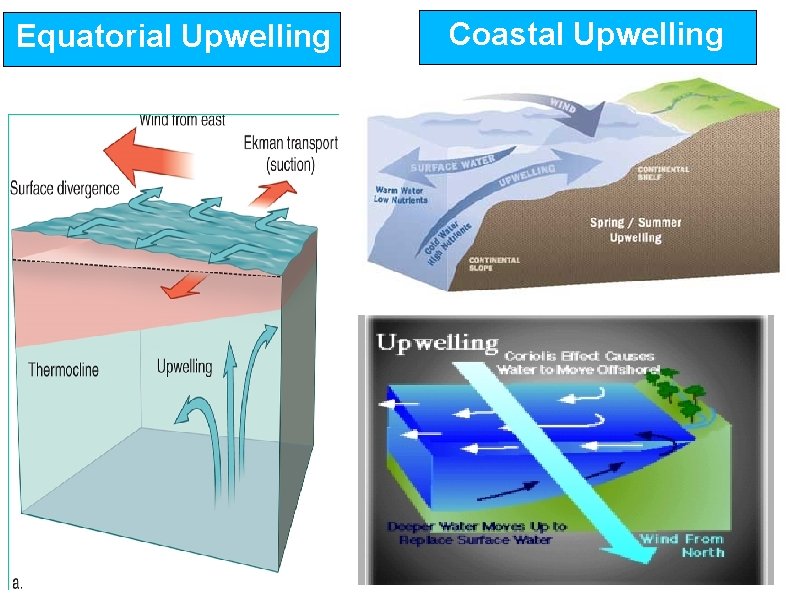 Equatorial Upwelling Coastal Upwelling 