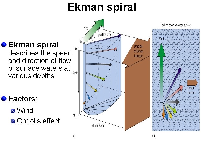 Ekman spiral describes the speed and direction of flow of surface waters at various