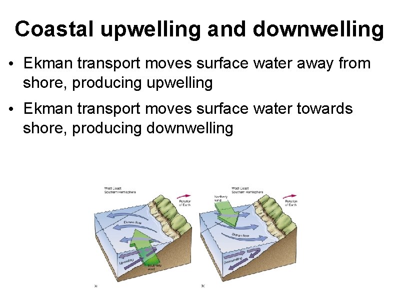 Coastal upwelling and downwelling • Ekman transport moves surface water away from shore, producing