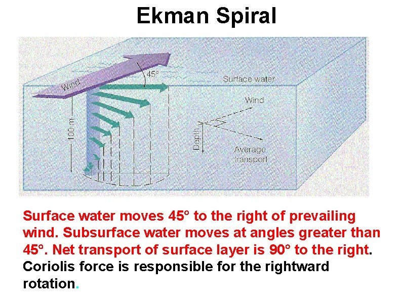 Ekman Spiral Surface water moves 45 to the right of prevailing wind. Subsurface water