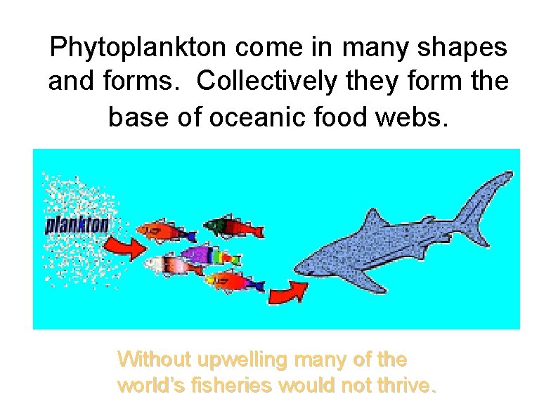 Phytoplankton come in many shapes and forms. Collectively they form the base of oceanic