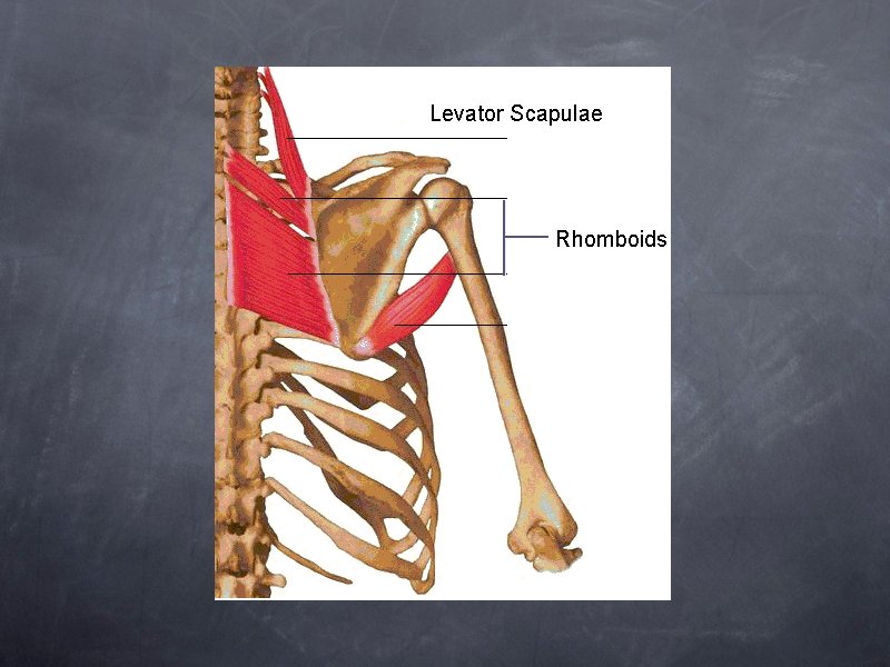 Levator Scapulae Rhomboids 