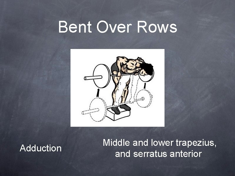 Bent Over Rows Adduction Middle and lower trapezius, and serratus anterior 