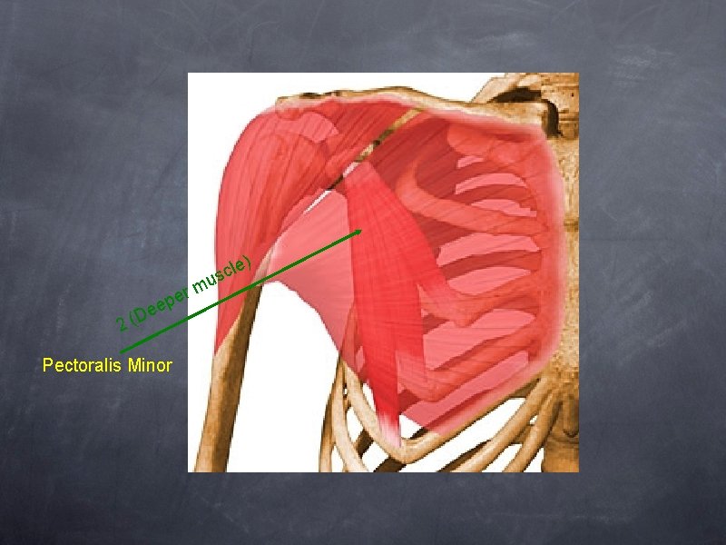 ) le c s u rm e p e De ( 2 Pectoralis Minor
