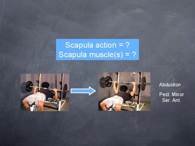 Scapula action = ? Scapula muscle(s) = ? Abduction Pect. Minor Ser. Ant. 