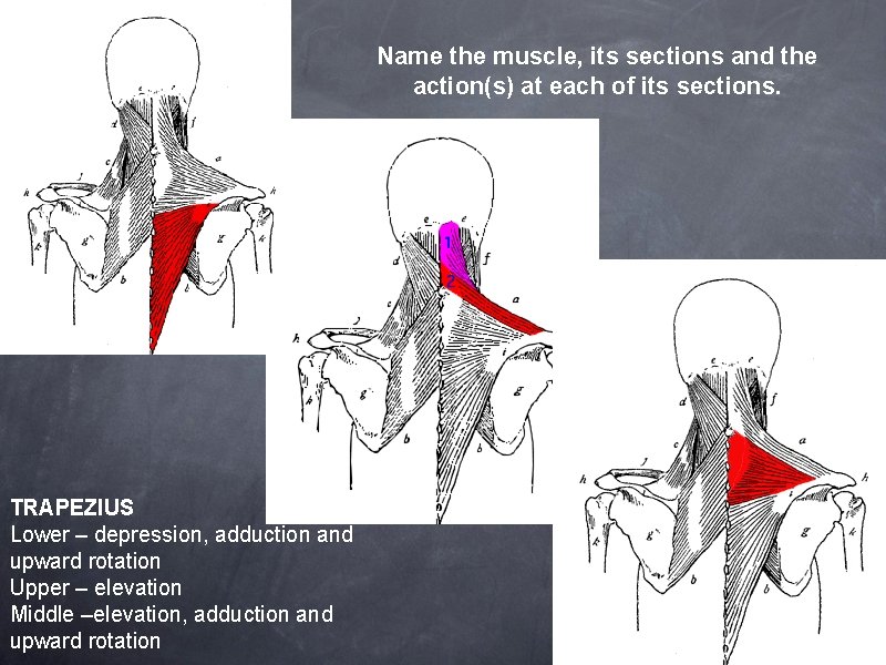 Name the muscle, its sections and the action(s) at each of its sections. TRAPEZIUS