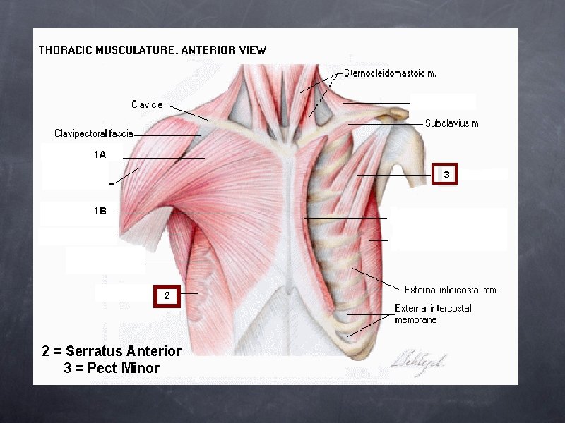 1 A 3 1 B 2 2 = Serratus Anterior 3 = Pect Minor