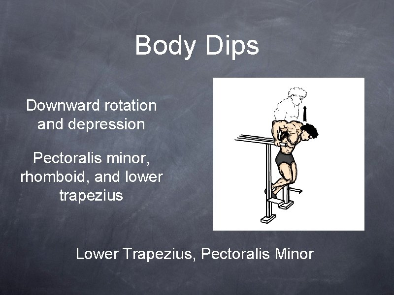 Body Dips Downward rotation and depression Pectoralis minor, rhomboid, and lower trapezius Lower Trapezius,