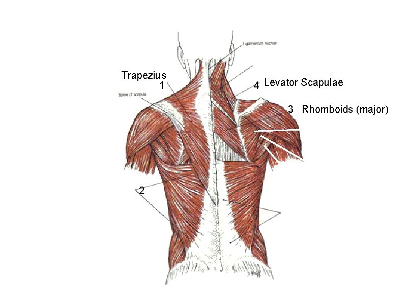 Trapezius 1 4 Levator Scapulae 3 Rhomboids (major) 2 