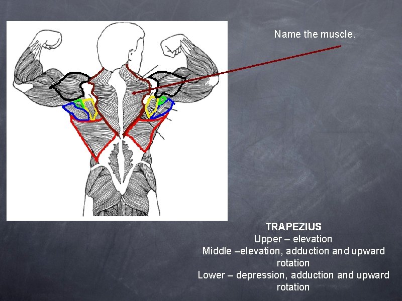 Name the muscle. TRAPEZIUS Upper – elevation Middle –elevation, adduction and upward rotation Lower