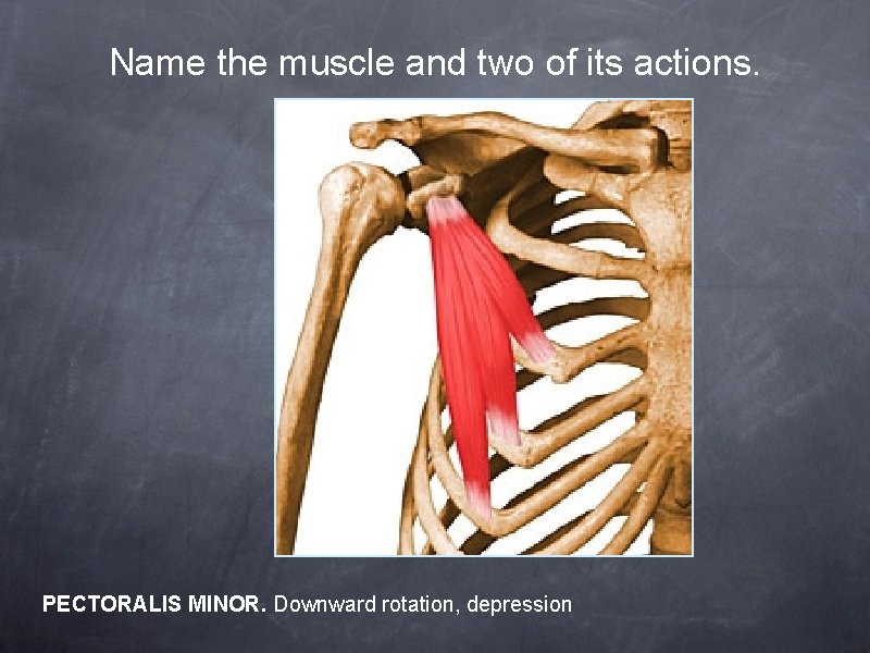 Name the muscle and two of its actions. PECTORALIS MINOR. Downward rotation, depression 