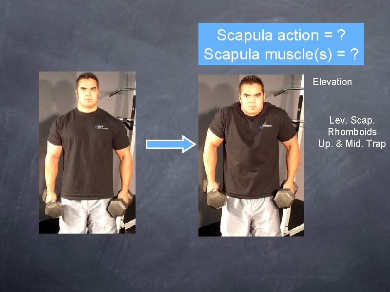 Scapula action = ? Scapula muscle(s) = ? Elevation Lev. Scap. Rhomboids Up. &