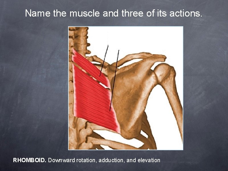 Name the muscle and three of its actions. RHOMBOID. Downward rotation, adduction, and elevation