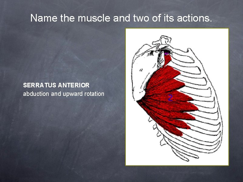 Name the muscle and two of its actions. SERRATUS ANTERIOR abduction and upward rotation