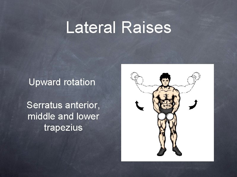 Lateral Raises Upward rotation Serratus anterior, middle and lower trapezius 