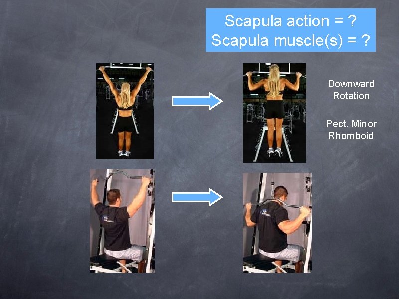 Scapula action = ? Scapula muscle(s) = ? Downward Rotation Pect. Minor Rhomboid 